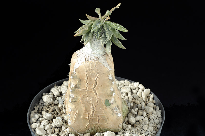 Euphorbia Tularensis innestata Cm. 2 € 27,00.jpg